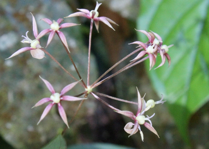 North Queensland Plants Colchicaceae